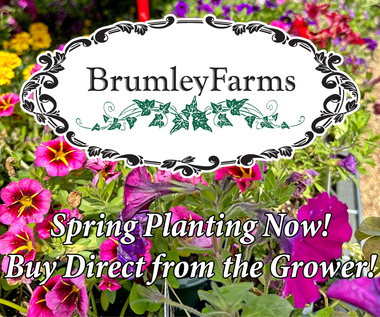 Brumley Farms